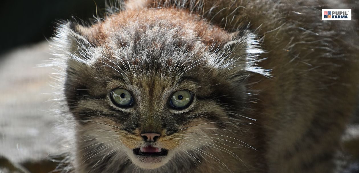 Manul stepowy — dziki kot z Azji Środkowej. Czy manul jest groźny. Zdjęcie przedstawia osobnika rasy manul - dzikiego kota. Kot patrzy na wprost i ma otwarty pyszczek. U góry po prawej stronie widać logo pupilkarma. 